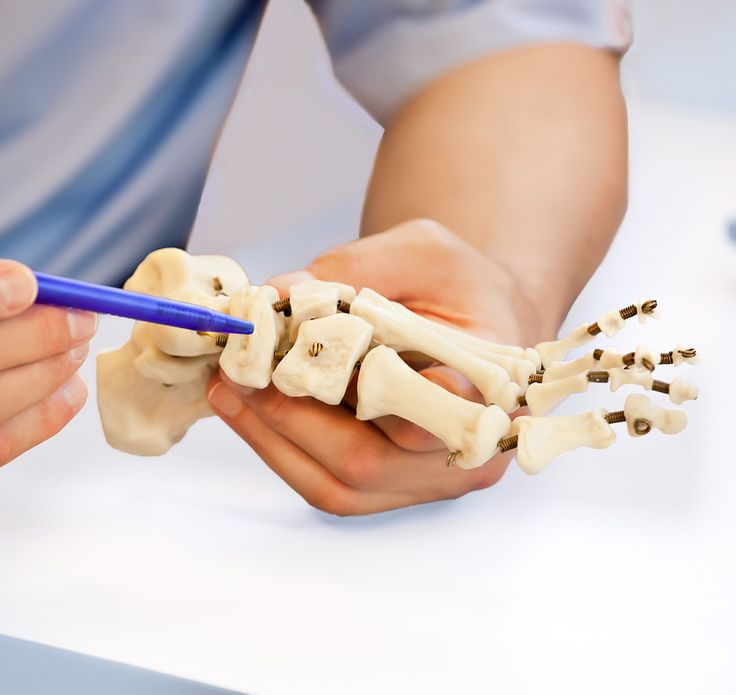 Ein Orthopäde zeigt an einem Fußmodell auf einen Knochen